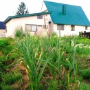 本当に久しぶりのブログ更新です!(^^)!～幌加内町に滞在して感じること⑤～