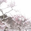 雪に紅さす　５