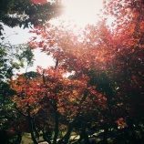 『紅葉狩りｽﾎﾟｯﾄ🍂『2025.11 岡山後楽園❺』岡山市北区後楽園』の画像