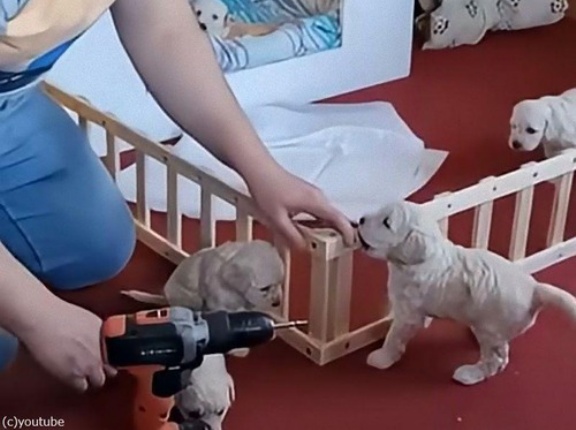 「パパが子犬のためにフェンスを作ったけど…」→致命的な欠陥が発覚する（動画）