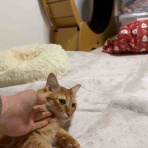 ねこかます