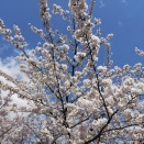 春の讃岐に桜などを観に往く 小豆島町草壁本町の八坂神社