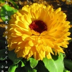 小夜衣 　（五七五ブログ）