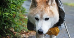 久しぶりの雨散歩