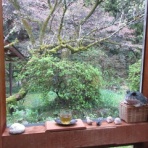 有機無農薬栽培茶　国友農園