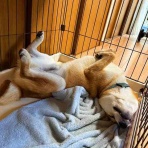 風太通信～柴犬風太の日記帳