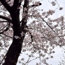 墨田区 向島百花園に桜を訪ねて:２０２６(令和８年４月)