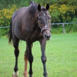 『牧草ロール』の画像
