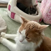 「小さな猫ベッドには入れないよ」と大きな猫に言ったら・・・