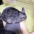 膝ぺむぺむしたらすぐ寄ってくる