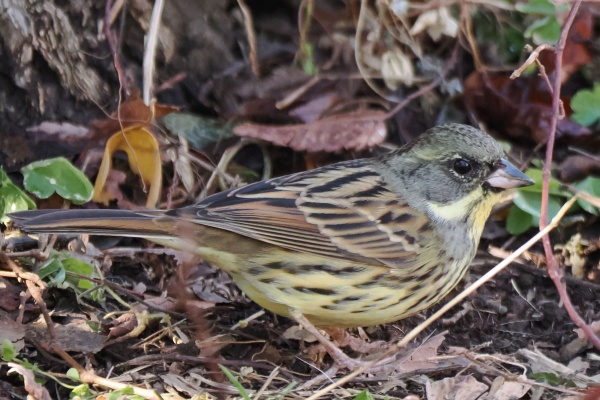 PenPenさんちの鳥撮りblog - 洗足池公園