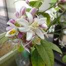 付いたり離れたり