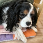 黄昏時の落としもの