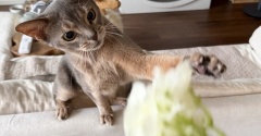 猫、何でもオモチャにする