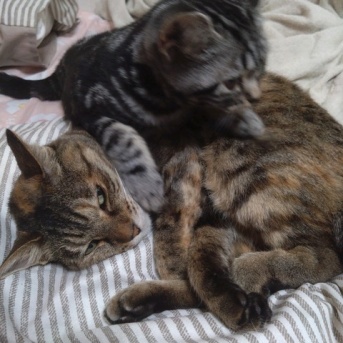 実物のﾈｺﾁｬﾝたちセカンド145