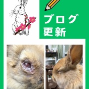 うさぎ断捨離中 うさぎたん（断捨離中）様 リクエスト 3点 まとめ商品 - メルカリ