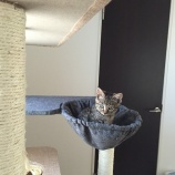 子猫からしか得られない栄養がある