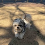 ふー と 菜種 の夢日記