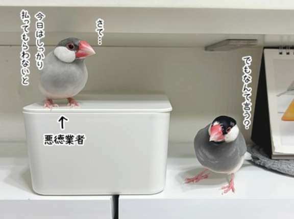 悪徳業者に騙されそうなセラ（つづき）