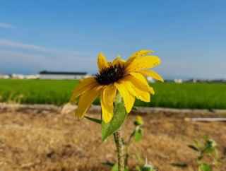 34歳のおっさんやけどヒマワリ咲いたで