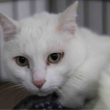 『【里親募集中】日本猫のマル』の画像