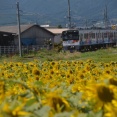 通称中房線通行止め、渕東なぎさ電車とひまわりが有名、髙橋庄屋さん雪景色、八坂大滝の氷柱。