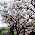 4/6(月)〝竹ヶ端運動公園〟〝集会所裏水呑川土手〟サクラ並木の散策(^.-)☆(14)