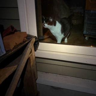 馬とニャンコと男と女