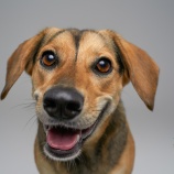 『犬を明るくポジティブにするものって何でしょうか?』の画像