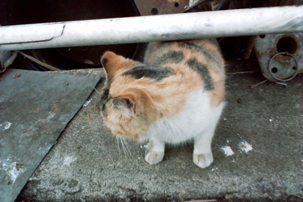 おっとり八兵衛のヌコと為替な日々