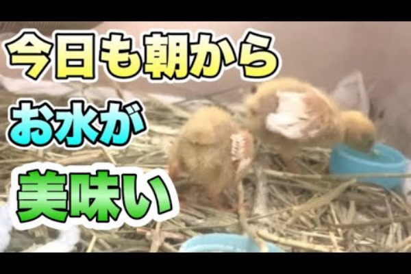 誰にでも懐く 姫うずらの育て方大図鑑 ヒナ