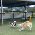 ドッグカフェ&ラン。