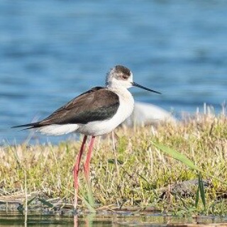 東京港野鳥公園　レンジャーブログ