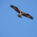 渡良瀬遊水地で探鳥してきました-2026-01-17