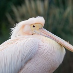 20年間メスだと思われていたモモイロペリカンのワカメちゃん、オスと判明♂