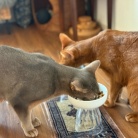 横取りひめちゃん