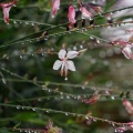 雨音はショパンかベートヴェンか