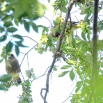 鳥写真マンガ