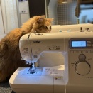 じゃま手伝いは(笑)から(涙)