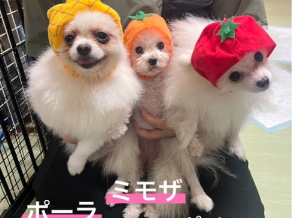 秋のかぶり物祭り😆🌸✌️