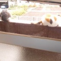 猫に小判を与えたら。埋蔵金：千八百八拾弐両　どぉ～したもんかぁ・・・。