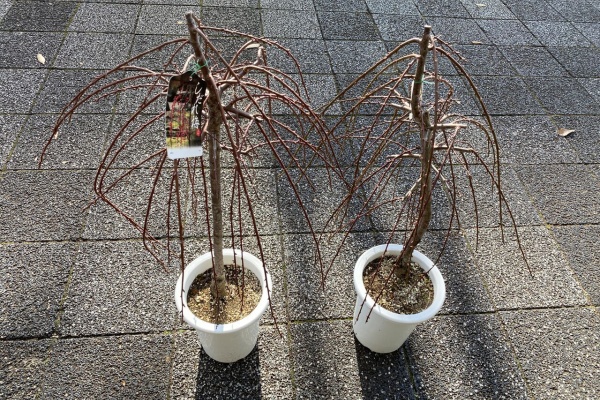 花重 京都 hanajyu - 梅鉢販売