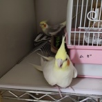 カズナル　～鳥達の襲撃