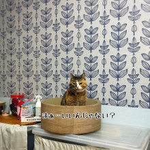 猫とお酒と日々のこと - シュウ様 Powered by ライブドアブログ