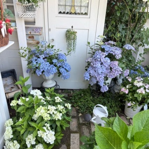 紫陽花のリメ鉢と小庭の紫陽花（送料について） : のばらの