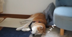 ハウス潰し
