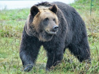 【悲報』熊のニュース、一切なくなる