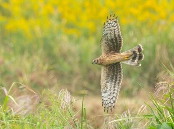 10月の野鳥予報