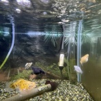 ワンラブ観賞魚部門の入荷情報ブログ！