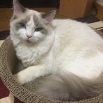 にゃんこ速報～修羅場・キチママ・生活まとめ～